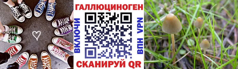 Псилоцибиновые грибы Psilocybe Аргун